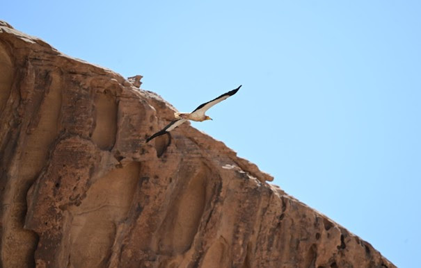 AlUla