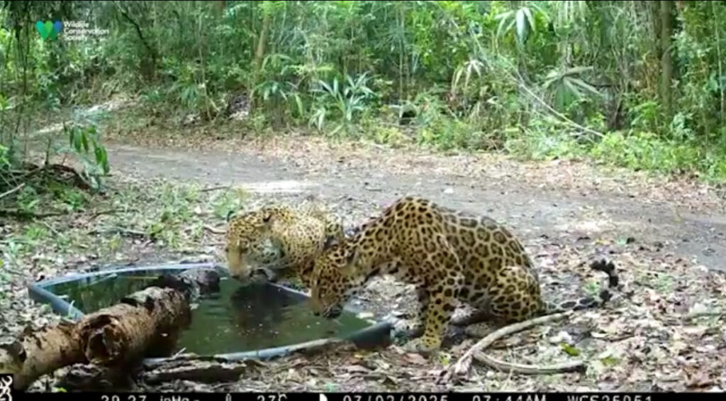 Artificial Waterholes