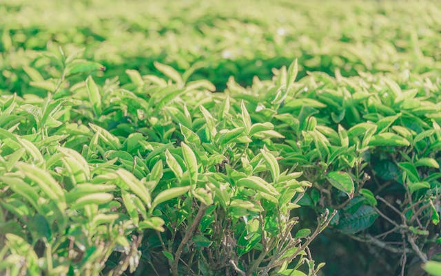 Organic Farming