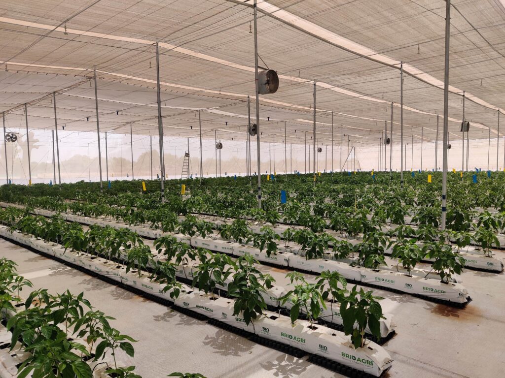 Brio Hydroponics Launches Unnati Gujarat’s Largest Hydroponics Park