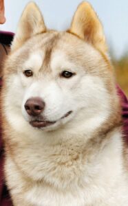 Siberian husky