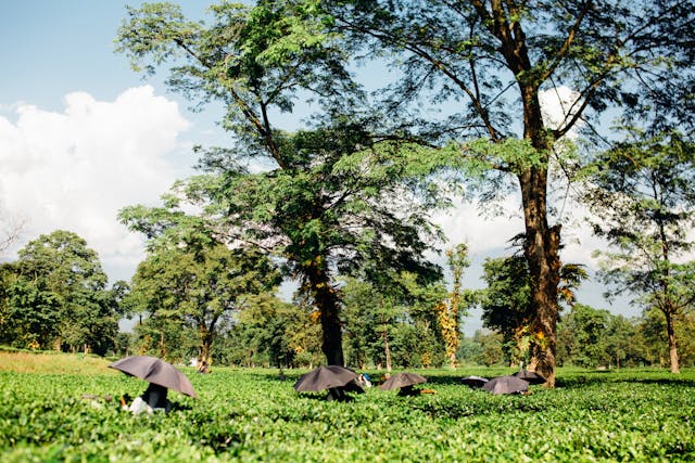 agriculture
