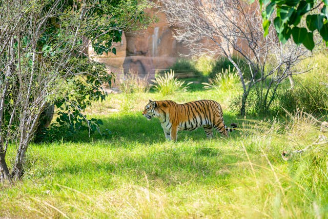 Tiger reserve